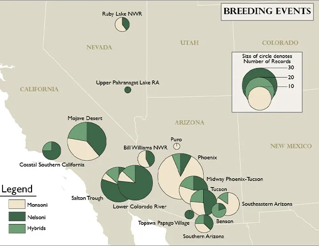This map, created by a Mount student as part of an assignment, illustrates the size of breeding populations of different species of grackle, a bird that controls insect numbers but also does a lot of damage to crops, especially corn. While this map may not be that sophisticated, the data points created to hone in on the final results shown in this map are possible thanks to GIS technology.