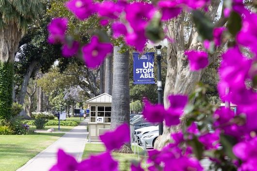 pink flowers on campus with a purple and white unstoppable banner in the background