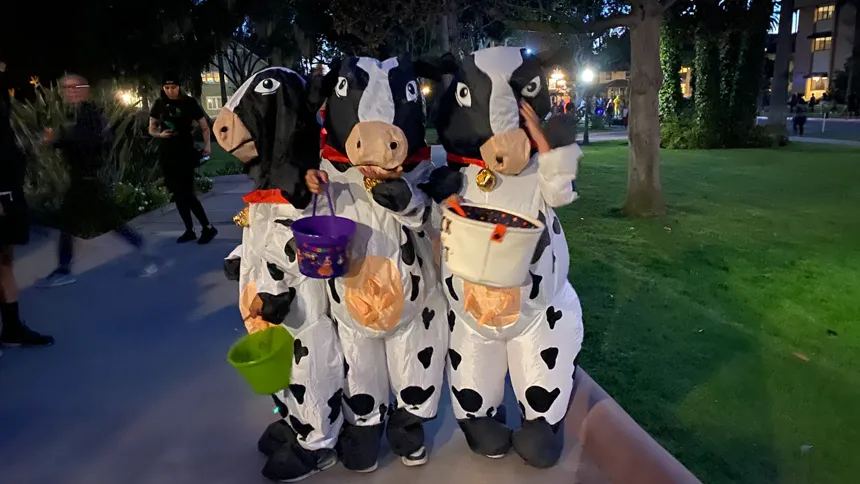 3 people wearing cow costumes on campus